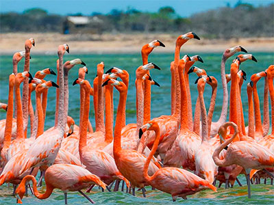 Salt Ponds and Dunes, Flamingo Sanctuary - 50kms (31 miles) of contrast by bike