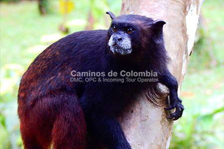 Fauna Amazonas, Amazonas Tres Fronteras 8 Días